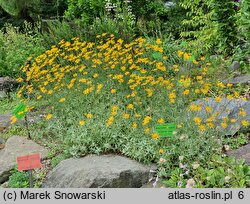 Eriophyllum lanatum (eriofil darniowy)