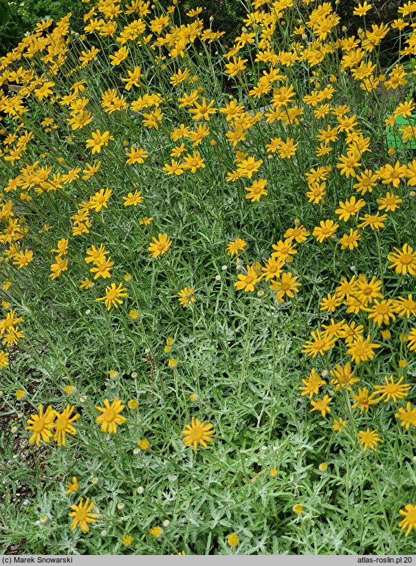 Eriophyllum lanatum (eriofil darniowy)