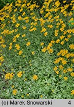 Eriophyllum lanatum (eriofil darniowy)