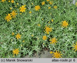 Eriophyllum lanatum (eriofil darniowy)