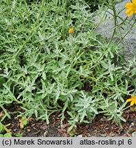 Eriophyllum lanatum (eriofil darniowy)