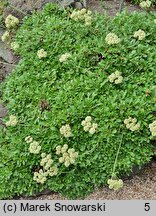 Eriogonum umbellatum (pokoślin baldaszkowaty)