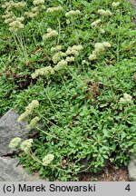 Eriogonum umbellatum (pokoślin baldaszkowaty)