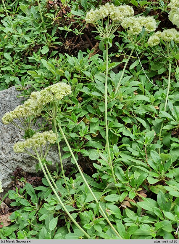 Eriogonum umbellatum (pokoślin baldaszkowaty)