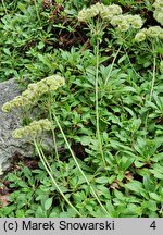 Eriogonum umbellatum (pokoślin baldaszkowaty)