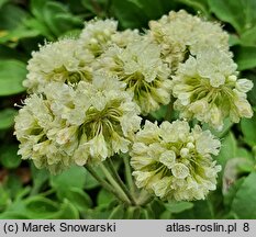 Eriogonum umbellatum (pokoślin baldaszkowaty)