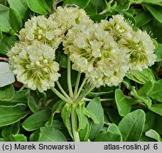 Eriogonum umbellatum (pokoślin baldaszkowaty)