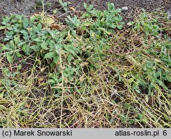 Arabis soyeri ssp. subcoriacea (gęsiówka stokrotkolistna)