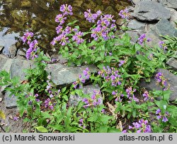 Penstemon richardsonii (penstemon Richardsona)