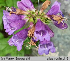 Penstemon richardsonii (penstemon Richardsona)