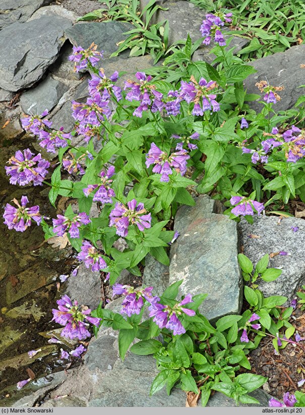 Penstemon richardsonii (penstemon Richardsona)