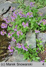 Penstemon richardsonii (penstemon Richardsona)