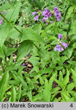 Penstemon richardsonii (penstemon Richardsona)