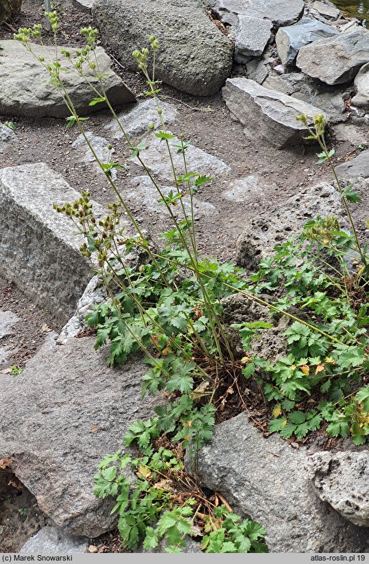 Potentilla douglasii (horkelia brązowa)