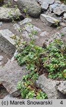 Potentilla douglasii (horkelia brązowa)