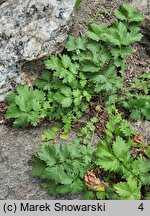 Potentilla douglasii (horkelia brązowa)