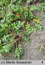 Potentilla douglasii (horkelia brązowa)