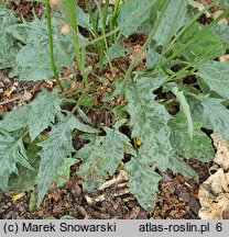 Hieracium murorum Maculatum