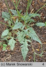 Hieracium murorum Maculatum