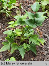 Cyrtomium caryotideum (cyrtomium kariotolistny)