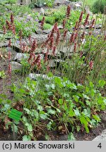 Heuchera cylindrica (żurawka walcowata)