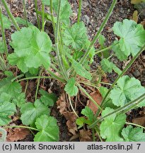 Heuchera cylindrica (żurawka walcowata)