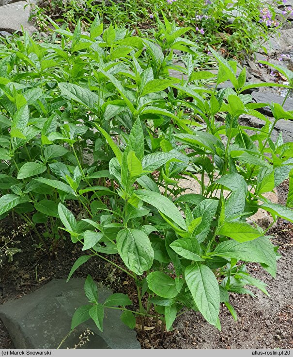 Ruellia strepens (ruelia szumiąca)