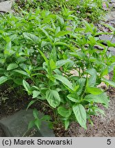 Ruellia strepens (ruelia szumiąca)