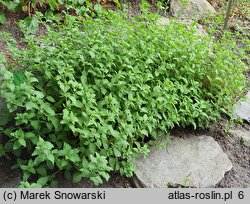 Hedeoma pulegioides (hedeoma miętowa)