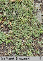 Antennaria howellii ssp. neodioica