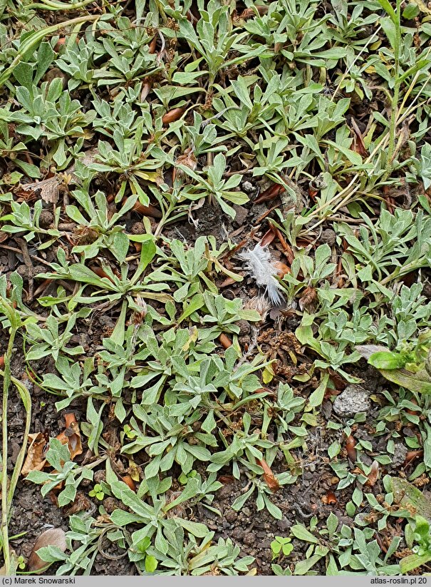 Antennaria howellii ssp. neodioica