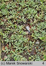 Antennaria howellii ssp. neodioica