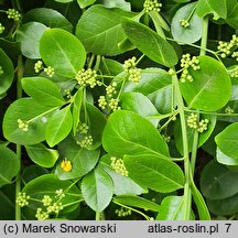 Euonymus fortunei Vegetus