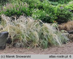 Stipa lessingiana (ostnica Lessinga)