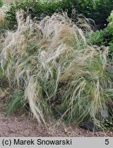 Stipa lessingiana (ostnica Lessinga)