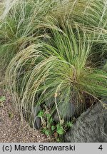 Stipa lessingiana (ostnica Lessinga)