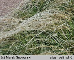 Stipa lessingiana (ostnica Lessinga)