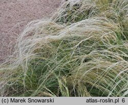 Stipa lessingiana (ostnica Lessinga)