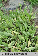 Inula oculus-christi (oman oko chrystusowe)