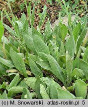 Inula oculus-christi (oman oko Chrystusowe)