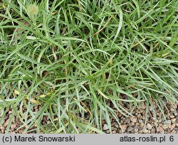 Scabiosa graminifolia (driakiew trwolistna)