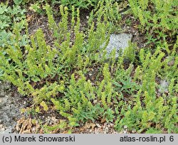 Veronica prostrata (przetacznik rozesłany)