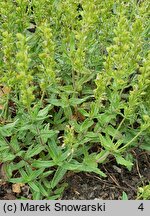 Veronica prostrata (przetacznik rozesłany)