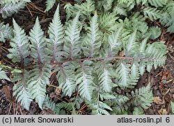 Athyrium niponicum Pictum