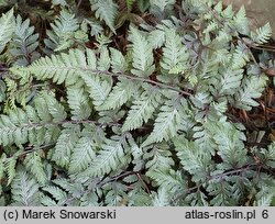 Athyrium niponicum Pictum