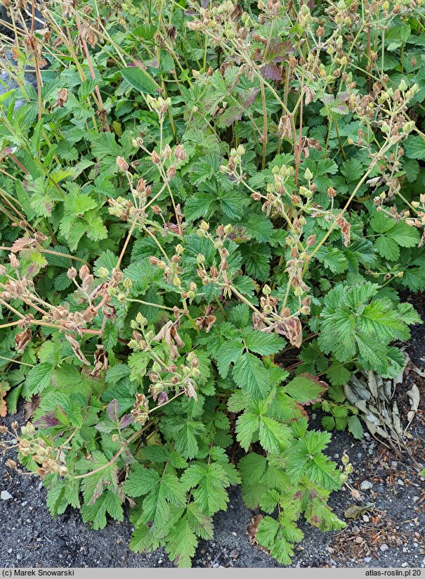 Waldsteinia fragarioides (pragnia poziomkowata)