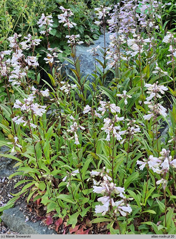 Penstemon digitalis Husker Red