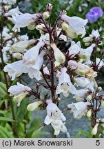 Penstemon digitalis Husker Red