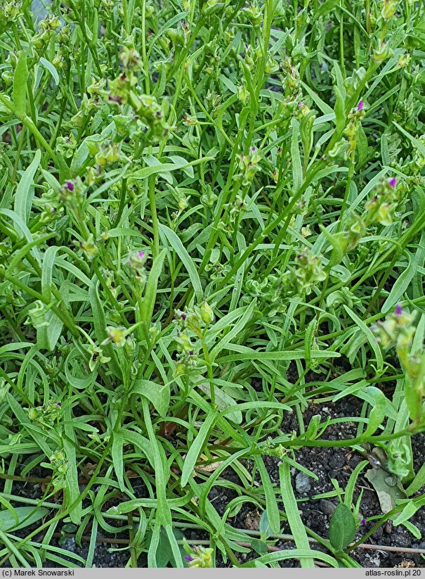 Montiopsis umbellata (montiopsis baldaszkowaty)