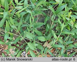 Vinca herbacea (barwinek zielny)